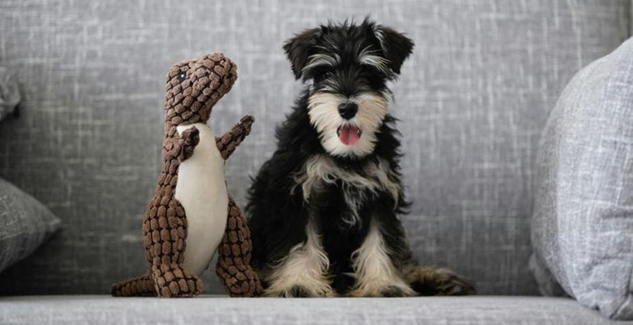 What Are the Benefits of Plush Toys for Dogs?
