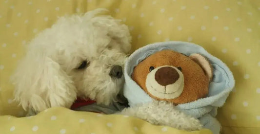 customize a plush toy looklike your pet