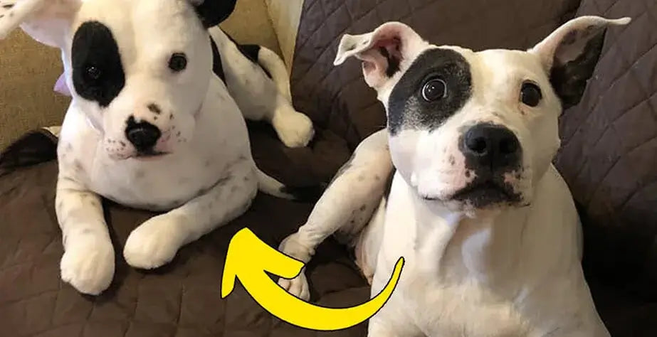 What Does Custom Stuffed Animals Means custom pet plush toy