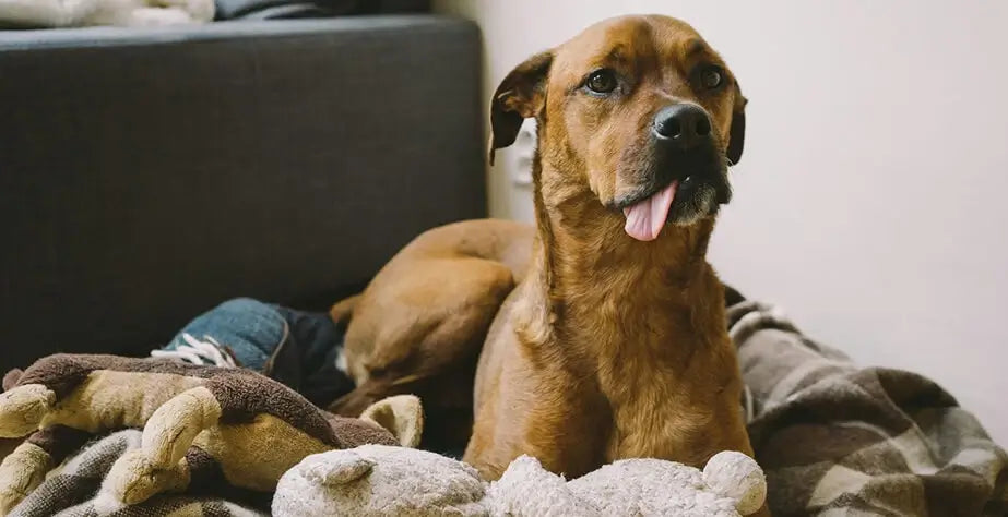 Tam Olarak Evcil Hayvanınıza Benzeyen Peluş Oyuncağı Özelleştirin- peluş oyuncak