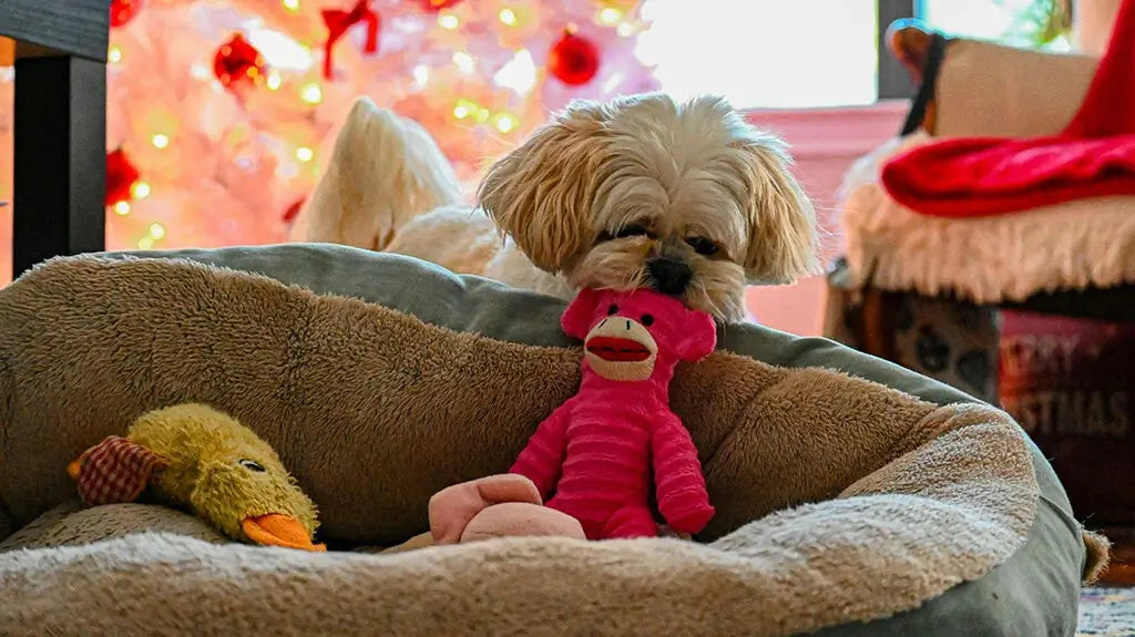 Puppy and stuffed animal