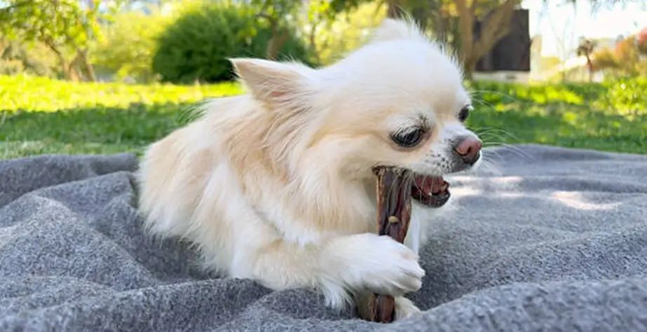 The puppy is eating a dental chew.